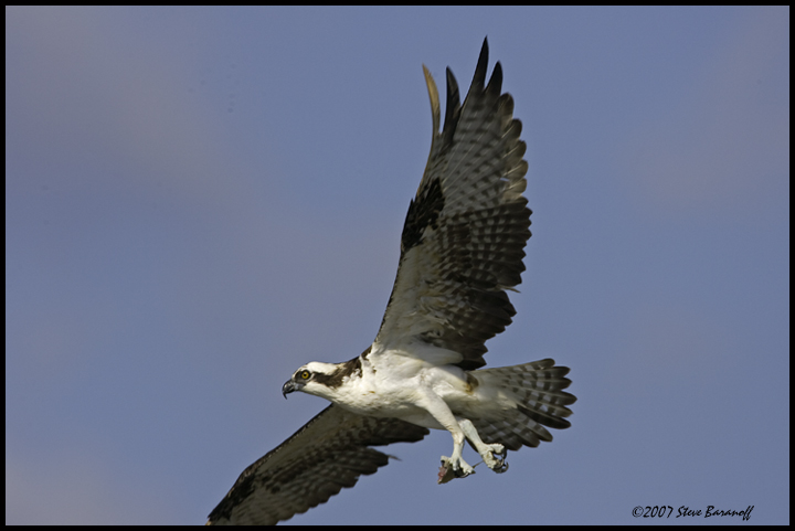 _7SB9692 osprey.jpg - birds, photos, avian, nature, photography, fotos, images